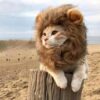 be7e153b-49fd-4910-bb72-68bc4c1dbc19-1.jpeg Pet Cat Decor Accessories Lion Wig Fancy Hair Caps Pet Supplies Cute Lion Headgear Cat Hat Mane Wig For Dogs And Cat Small Dog