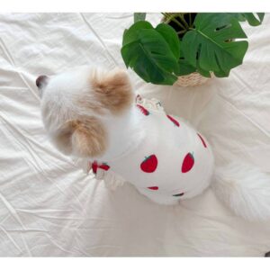 d8a3146b-7ec3-47e5-9fb0-58d965a8acb4.jpg Cat Small Dog Teddy Than Bear Clothes