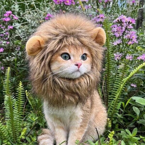 e220ed82-2593-4100-8fbc-0bc8418bf96e-1.jpeg Pet Cat Decor Accessories Lion Wig Fancy Hair Caps Pet Supplies Cute Lion Headgear Cat Hat Mane Wig For Dogs And Cat Small Dog